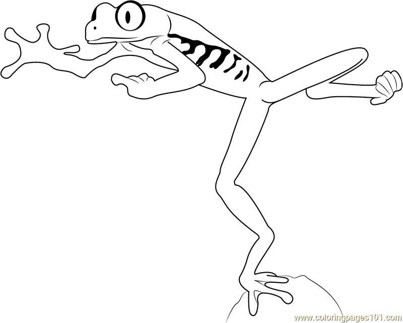 Red Eyed Tree Frog Jumping Coloring Page 800x641 Red Eyed Tree Frog Jumping Coloring Page