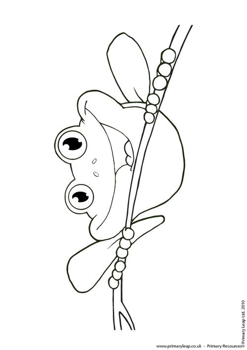 Red Eyed Tree Frog Colouring Page Primaryleap.co.uk 500x708 Red Eyed Tree Frog Colouring Page Primaryleap.co.uk