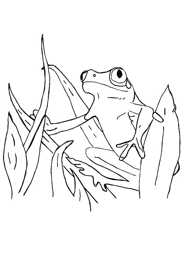 Coloring Pages Of Tree Frogs Devon Creamteas 595x842 Coloring Pages Of Tree Frogs Devon Creamteas