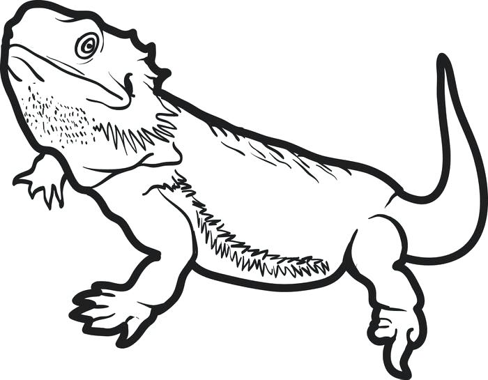 700x545 New Coloring Pages Dragons For Bearded Dragon Black And White 37