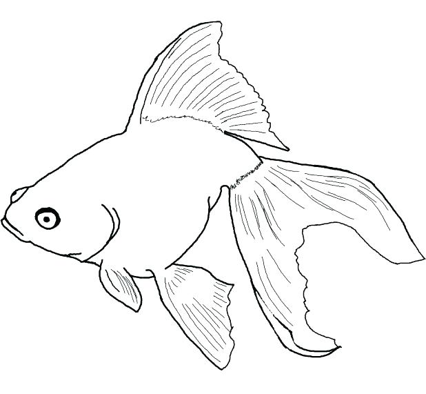 618x571 Angel Fish Coloring Page One Fish Two Fish Red Fish Blue Fish