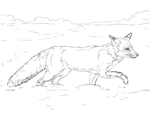 480x360 Red Fox Walking On Snow Coloring Page From Red Fox Category