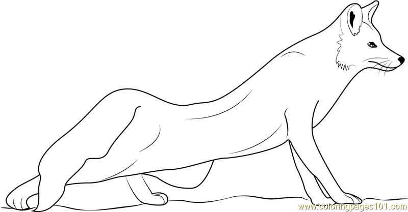 800x417 The Red Fox Coloring Page