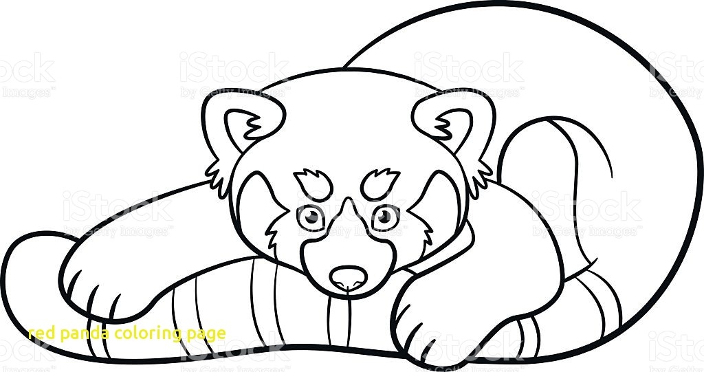 1024x541 Red Panda Coloring Page Red Panda Coloring Page With Coloring