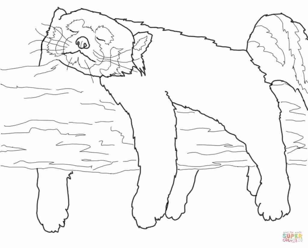 1024x826 Red Panda Coloring Pages Olegratiy