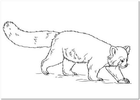 483x345 Red Panda Coloring Page Drawing Board Weekly