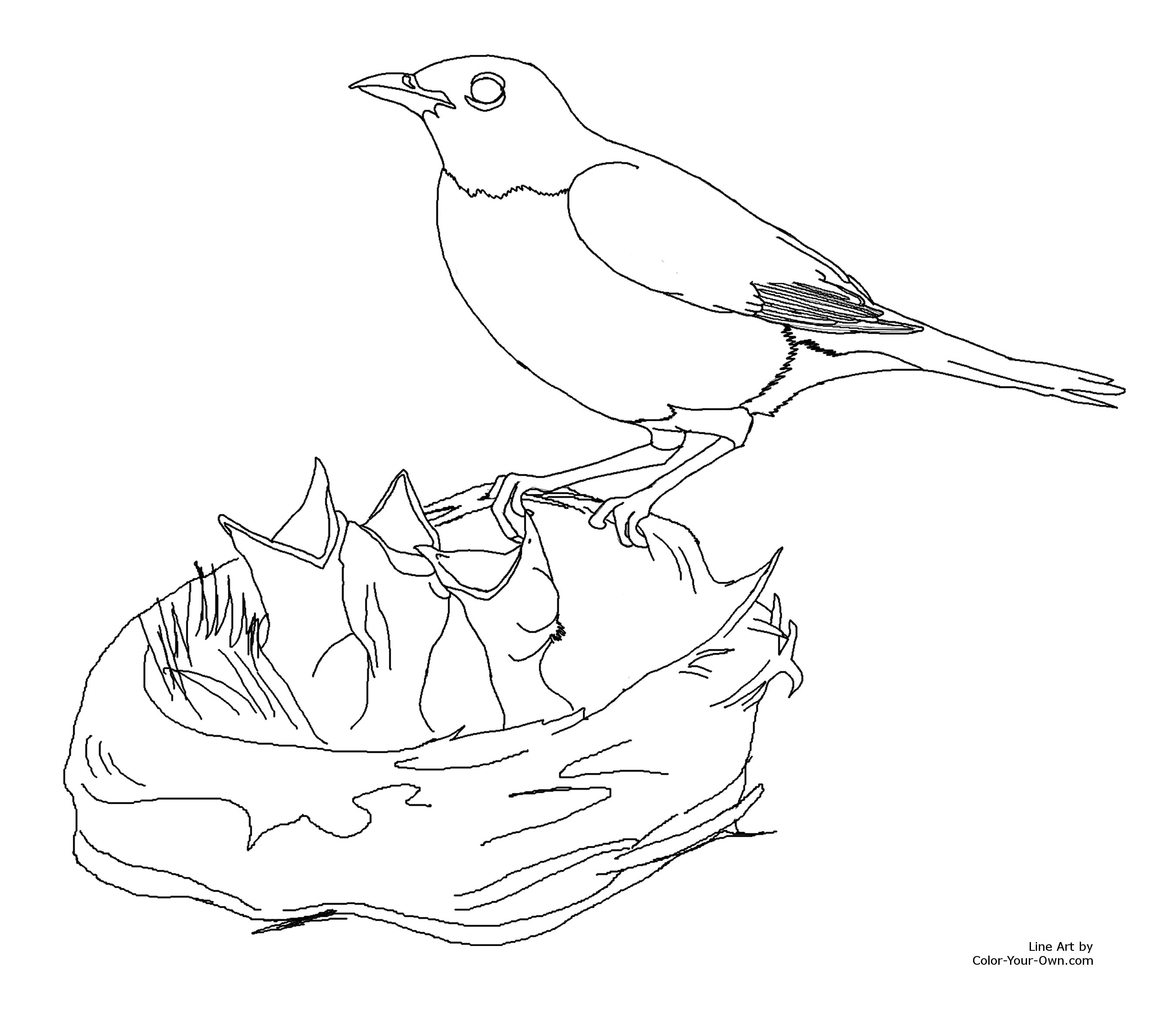 Robin Bird Coloring Page Feeding Baby Birds 2700x2344 Robin Bird Coloring Page Feeding Baby Birds