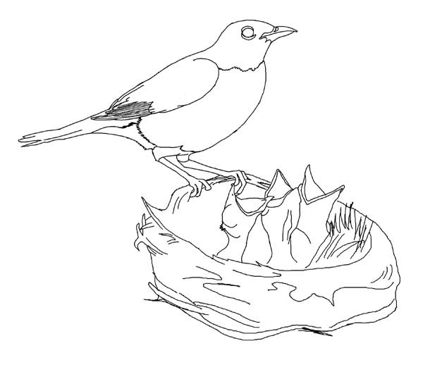 Hungry Robin Babies Coloring Page 600x521 Hungry Robin Babies Coloring Page