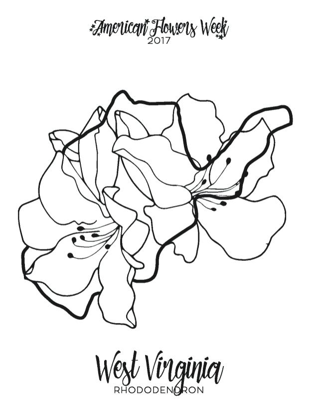 New York State Flower Coloring Page 630x816 New York State Flower Coloring Page