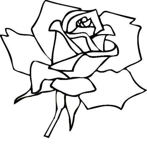 Red Rose Flower Coloring Page 600x589 Red Rose Flower Coloring Page