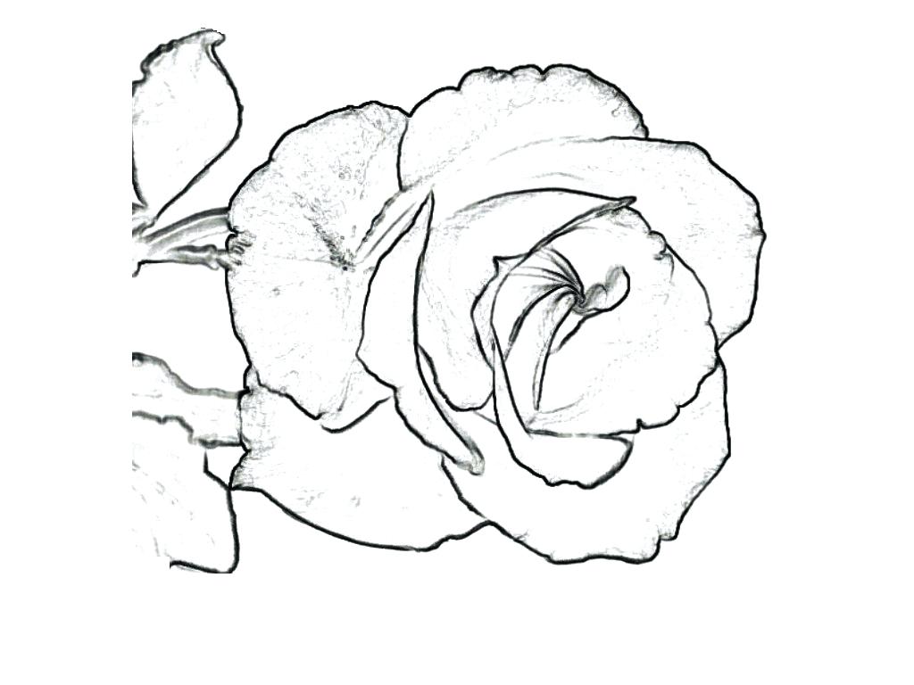Red Rose Flower Coloring Page Pic With I Love U Best Heart 1024x768 Red Rose Flower Coloring Page Pic With I Love U Best Heart