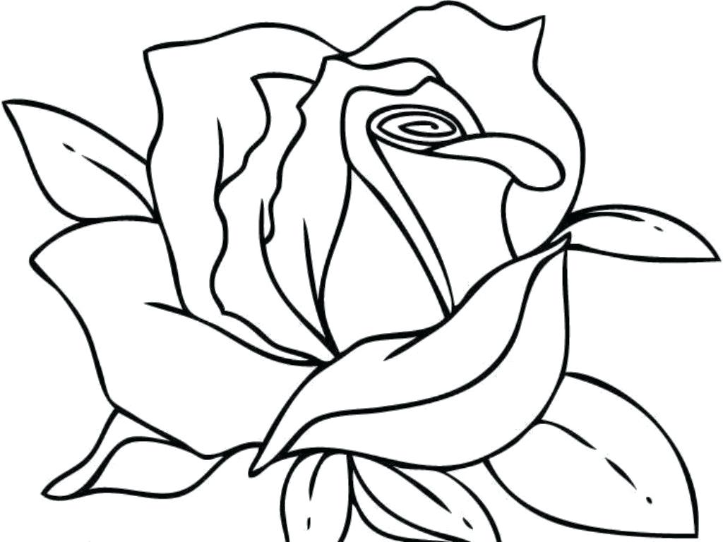 Coloring Page Of A Rose Red Flower Trend Awesome Ideas Pages Five 1024x768 Coloring Page Of A Rose Red Flower Trend Awesome Ideas Pages Five