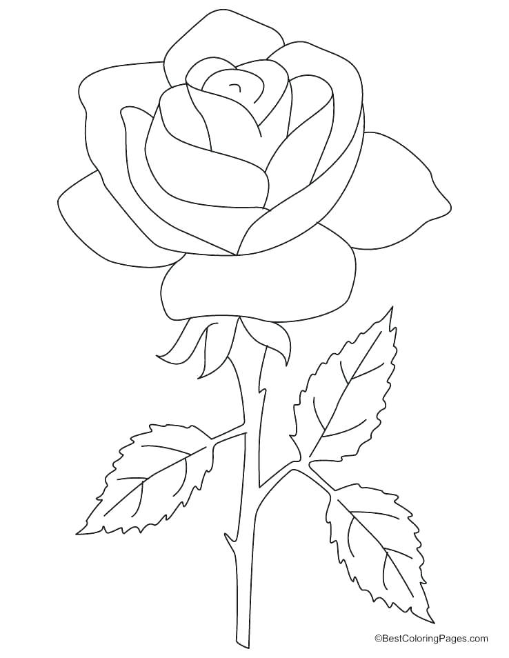 Rose For Coloring Rose Coloring Red Rose Coloring Page Rose Images 738x954 Rose For Coloring Rose Coloring Red Rose Coloring Page Rose Images