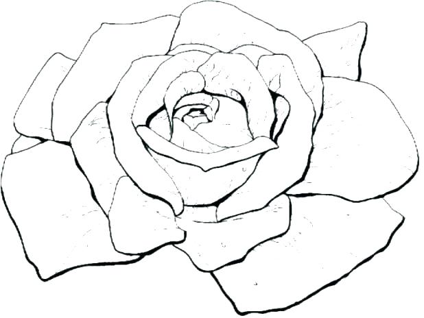 Coloring Pages Rose Beautiful Big Rose A Coloring Pages Rosetta 618x464 Coloring Pages Rose Beautiful Big Rose A Coloring Pages Rosetta