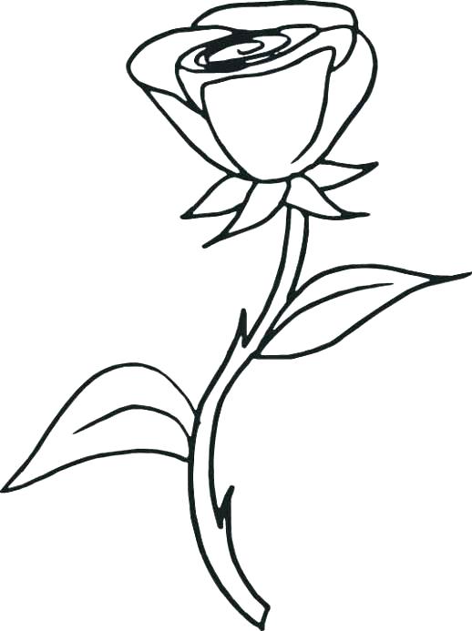 Coloring Pages Roses Coloring Pages Of Roses Rose Coloring Pages 518x693 Coloring Pages Roses Coloring Pages Of Roses Rose Coloring Pages