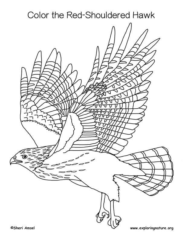 612x792 Hawk (Red Shouldered) Coloring Page