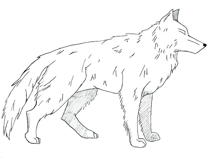 Realistic Wolf Coloring Pages Wolf Gray On Alert Mammals Coloring 700x531 Realistic Wolf Coloring Pages Wolf Gray On Alert Mammals Coloring