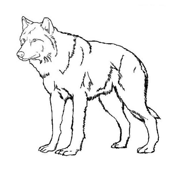 Amazing Wolf Coloring Page 600x600 Amazing Wolf Coloring Page