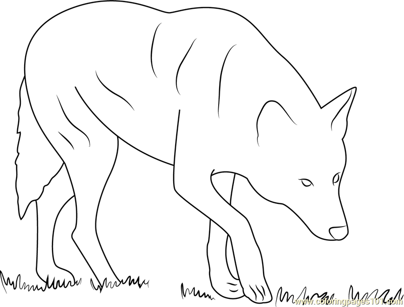 Red Wolf Albany Chehaw Printable Coloring Page For Kids And Adults 800x607 Red Wolf Albany Chehaw Printable Coloring Page For Kids And Adults