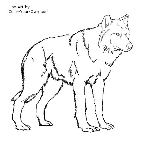 Red Wolf Coloring Pages 500x500 Red Wolf Coloring Pages