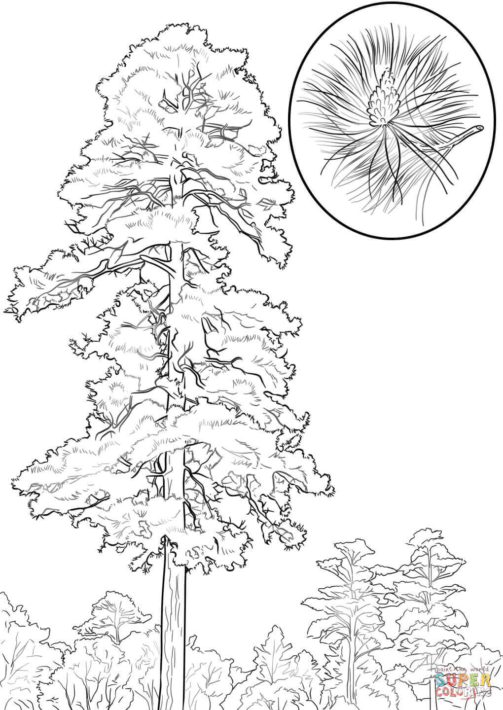 Strange White Pine Tree Coloring Page Trees Pages Free 1020x1440 Strange White Pine Tree Coloring Page Trees Pages Free