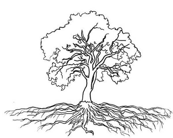 Tree With Roots Coloring Page Roots 600x480 Tree With Roots Coloring Page Roots