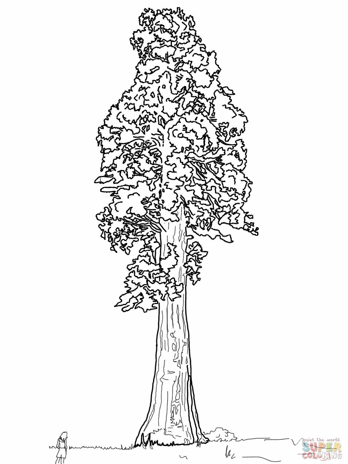 Giant Sequoia Sentinal Tree Coloring Page Tattoos 1200x1600 Giant Sequoia Sentinal Tree Coloring Page Tattoos