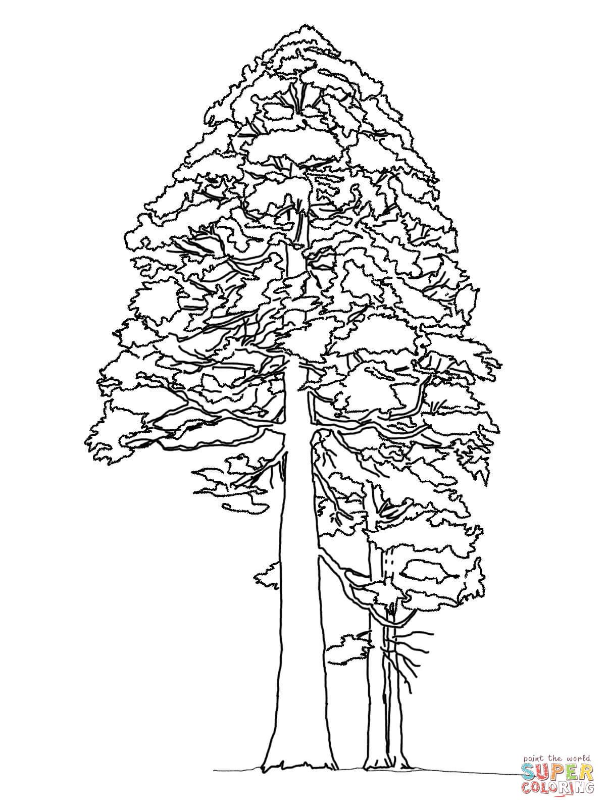 Giant Sequoia Or Redwood Coloring Page Free Printable Coloring 1200x1600 Giant Sequoia Or Redwood Coloring Page Free Printable Coloring