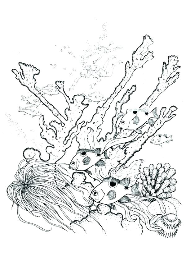 Coral Coloring Pages Coral Reef Coloring Page Coral Reef Of Nature 600x840 Coral Coloring Pages Coral Reef Coloring Page Coral Reef Of Nature