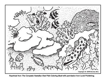 Free Coral Reef Coloring Sheets With Info About Reef Etiquette 350x270 Free Coral Reef Coloring Sheets With Info About Reef Etiquette