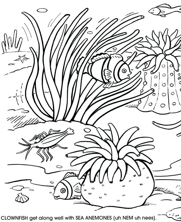 Coral Coloring Page Impair.co 628x770 Coral Coloring Page Impair.co