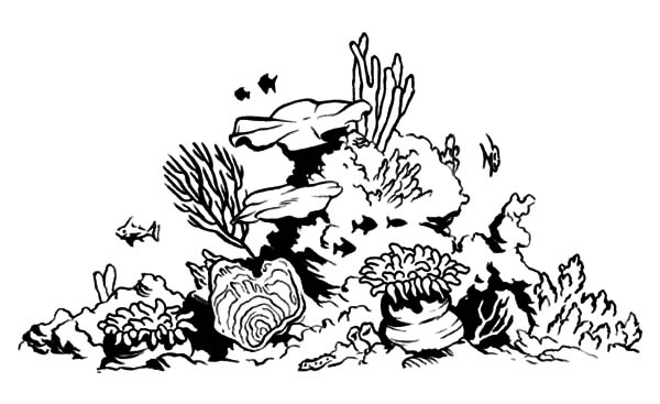 Coral 600x367 Coral