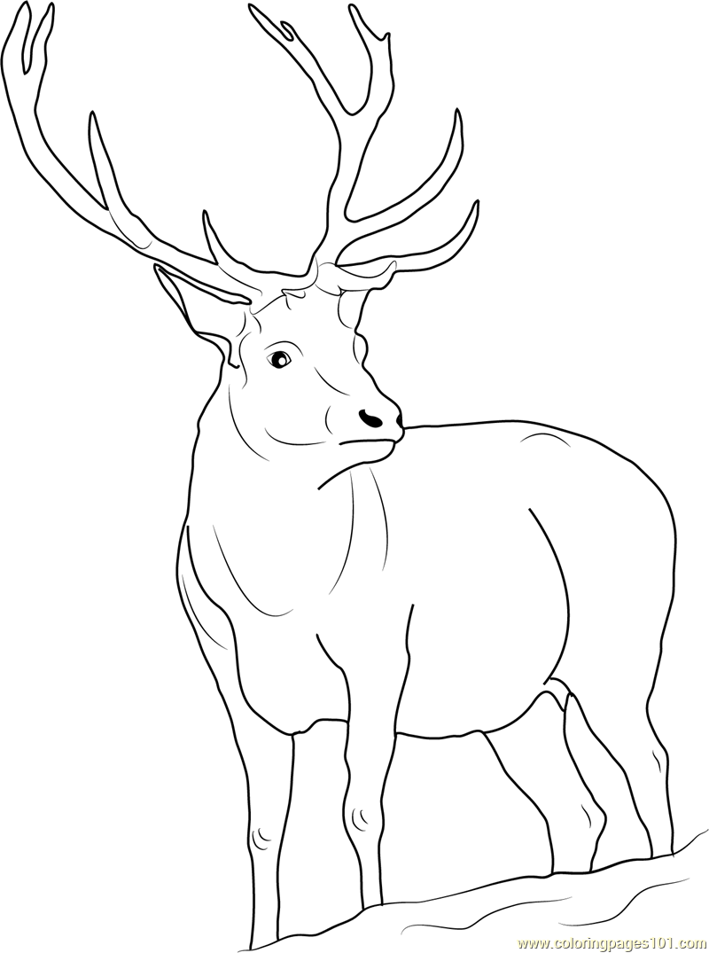 Reindeer Coloring Page 800x1075 Reindeer Coloring Page
