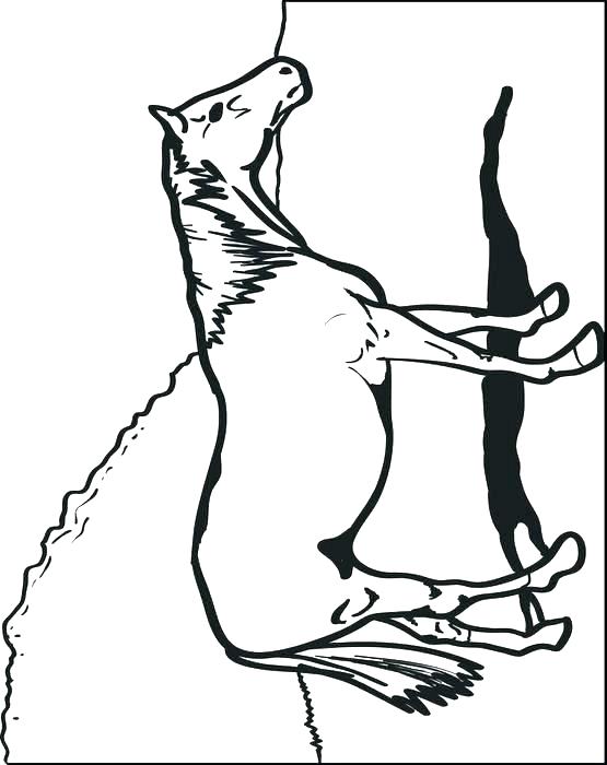 Head Coloring Page Deer Head Coloring Pages Deer Head Outline 555x700 Head Coloring Page Deer Head Coloring Pages Deer Head Outline