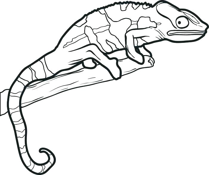 Reptile Coloring Page Reptiles Coloring Pages Reptiles Coloring 700x588 Reptile Coloring Page Reptiles Coloring Pages Reptiles Coloring