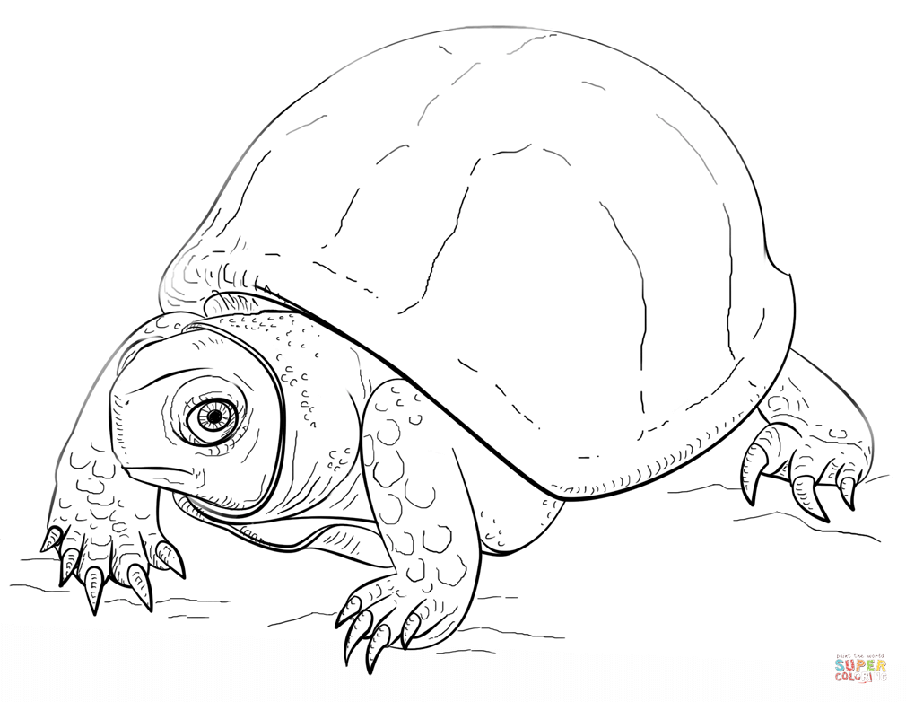 Reptiles Coloring Pages 4 1010x782 Reptiles Coloring Pages 4