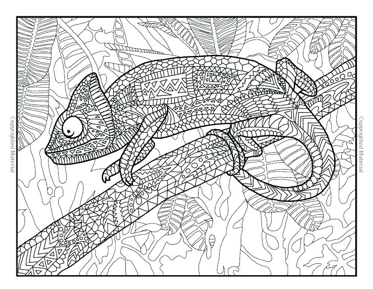 Reptiles Coloring Pages Animal Print Coloring Pages Reptile 729x564 Reptiles Coloring Pages Animal Print Coloring Pages Reptile