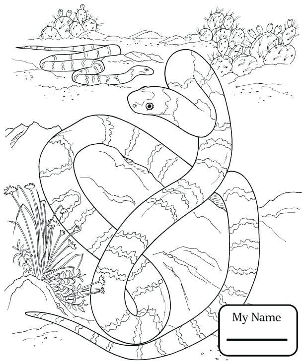 Reptiles Coloring Pages 614x734 Reptiles Coloring Pages