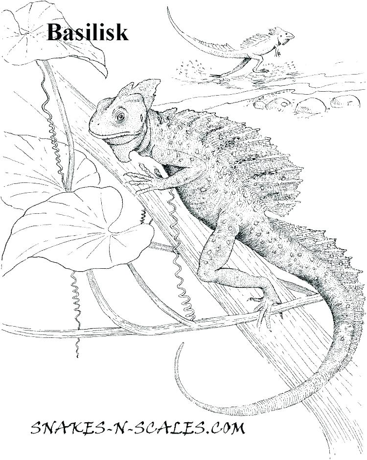 Fresh Reptile Coloring Pages For Reptile Coloring Pages For Luxury 750x938 Fresh Reptile Coloring Pages For Reptile Coloring Pages For Luxury