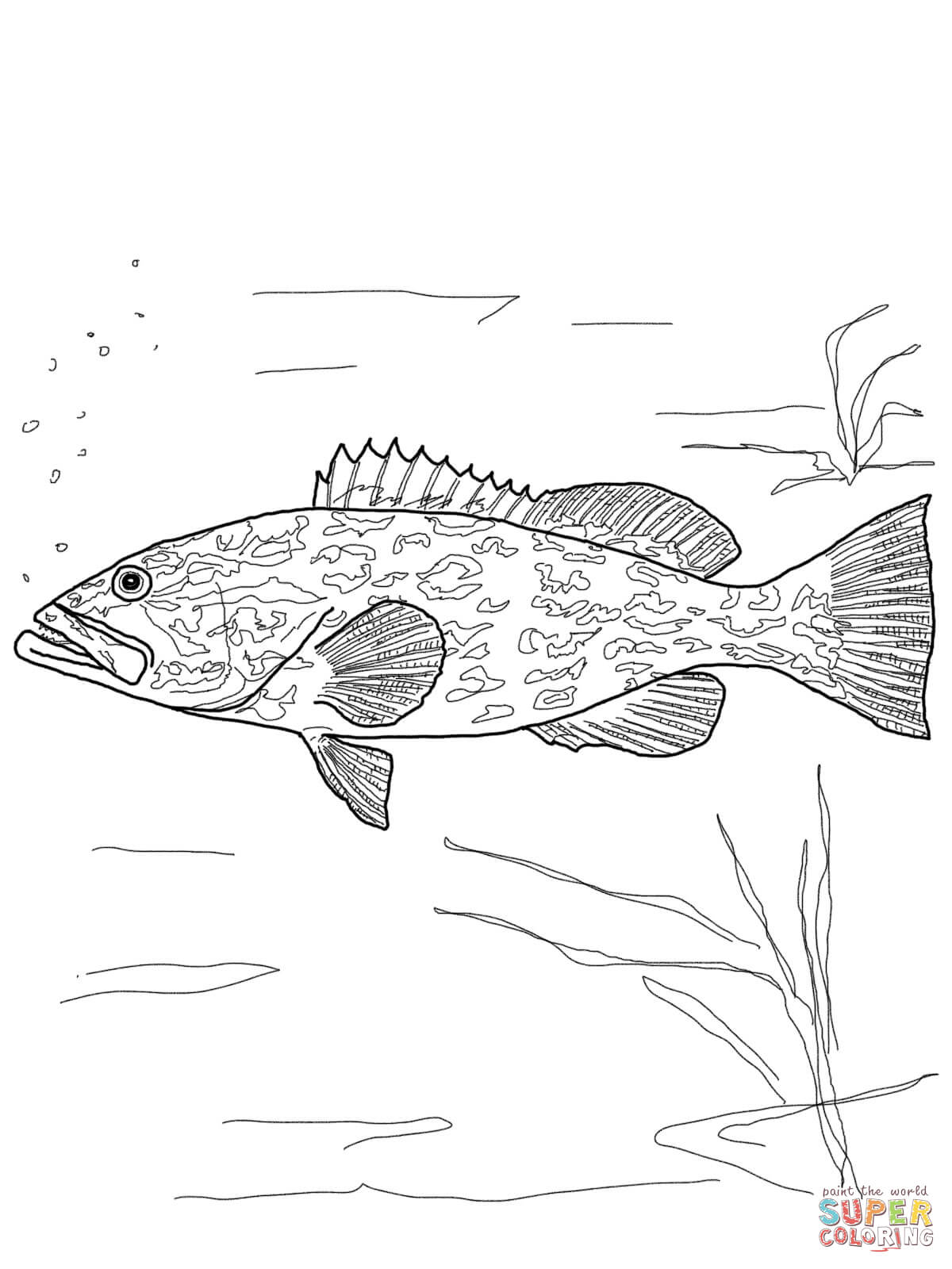 Grouper Coloring Page Barracuda Pages And Print 1200x1600 Grouper Coloring Page Barracuda Pages And Print