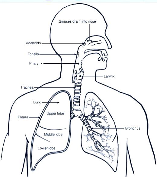 Respiratory System Coloring Page at GetColorings.com | Free printable ...