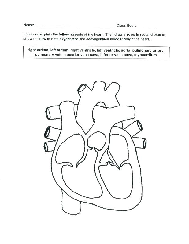 Respiratory System Coloring Page at GetColorings.com | Free printable ...