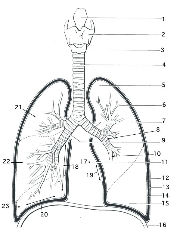 618x767 Respiratory System Coloring Page Lung Anatomy Coloring Page