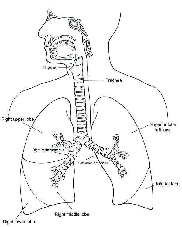 599x748 Respiratory System Coloring Page System Art Print By Science