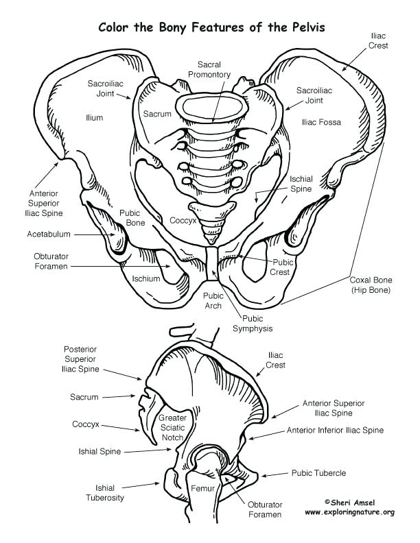 612x792 Respiratory System Coloring Pelvis Bony Features Printable