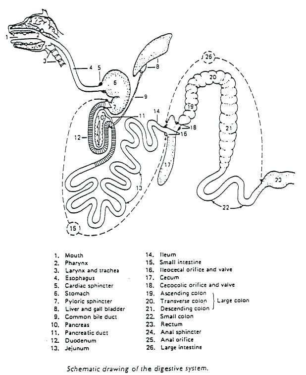 618x756 Circulatory System Coloring Pages Respiratory System Coloring Page