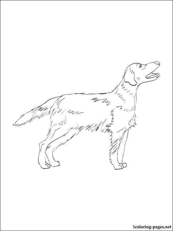 Retriever Coloring Pages at GetColorings.com | Free printable colorings ...