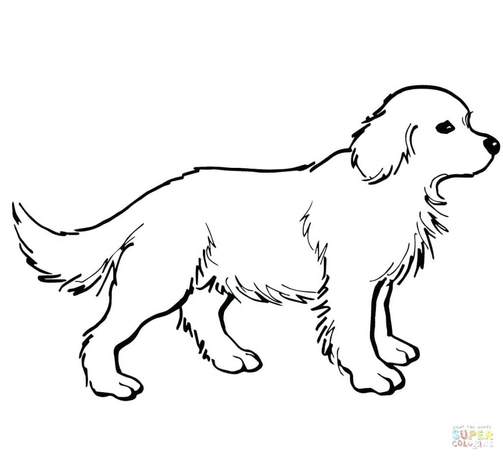 Golden Retriever Coloring Pages 1024x933 Golden Retriever Coloring Pages