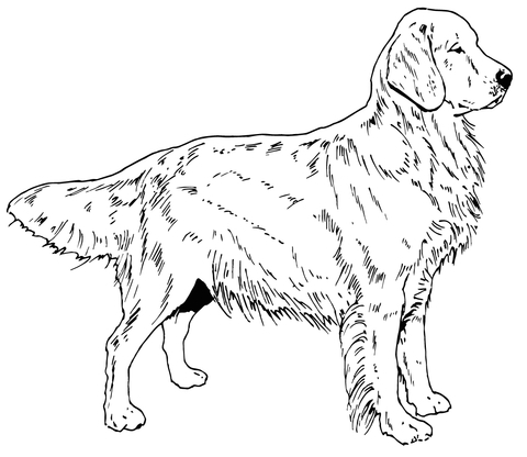 Golden Retriever Coloring Pages Golden Retriever Dog Coloring Page 480x416 Golden Retriever Coloring Pages Golden Retriever Dog Coloring Page