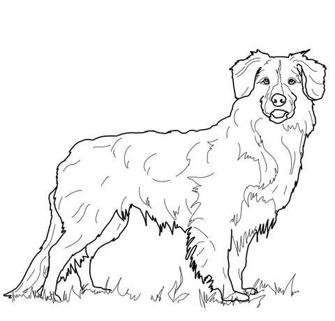 Nova Scotia Duck Tolling Retriever Coloring Page Dog Art 480x460 Nova Scotia Duck Tolling Retriever Coloring Page Dog Art
